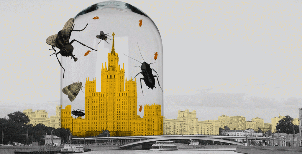 Как живут в Москве черные русские тараканы, тропические клопы, комары-кусаки и другие домашние насекомые