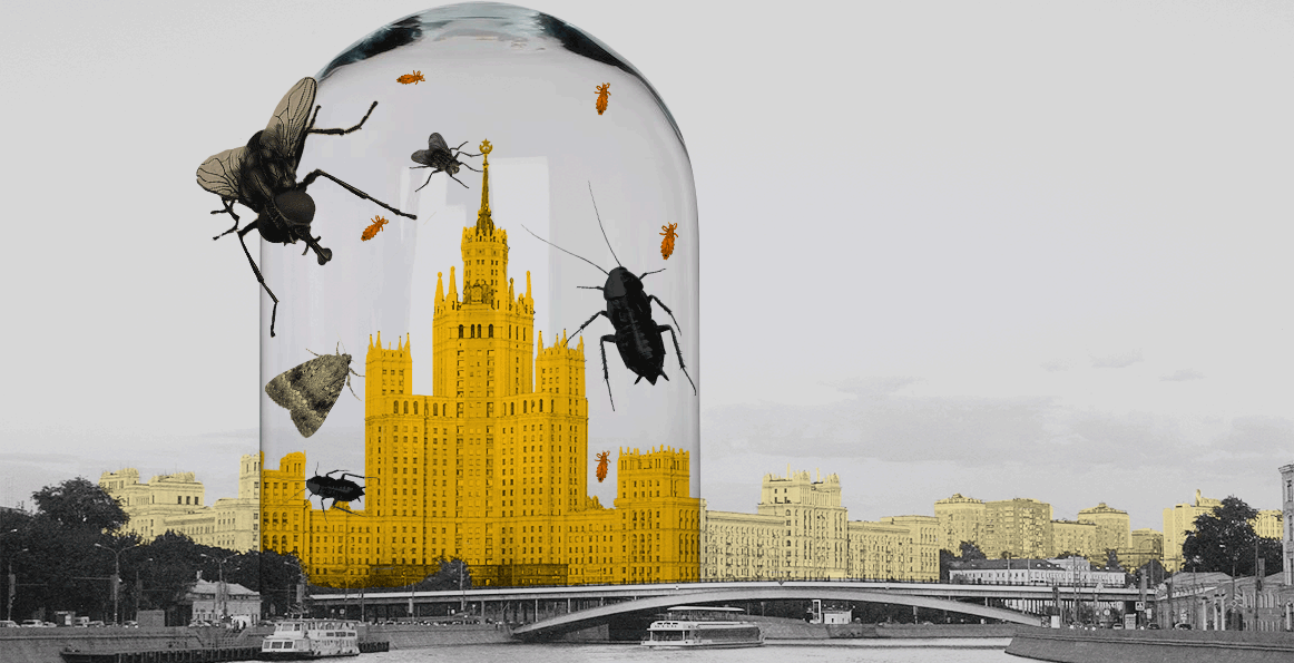 Как живут в Москве черные русские тараканы, тропические клопы, комары-кусаки и другие домашние насекомые