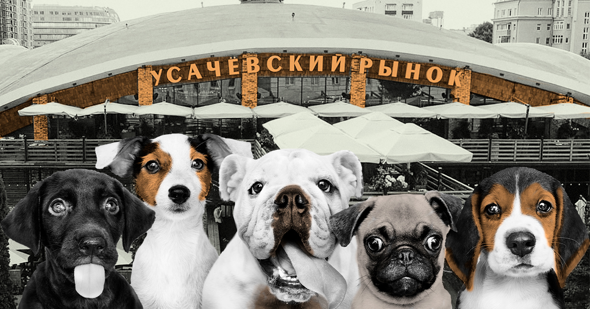 На Усачевском рынке пройдет первый гастрофестиваль для животных и их хозяев