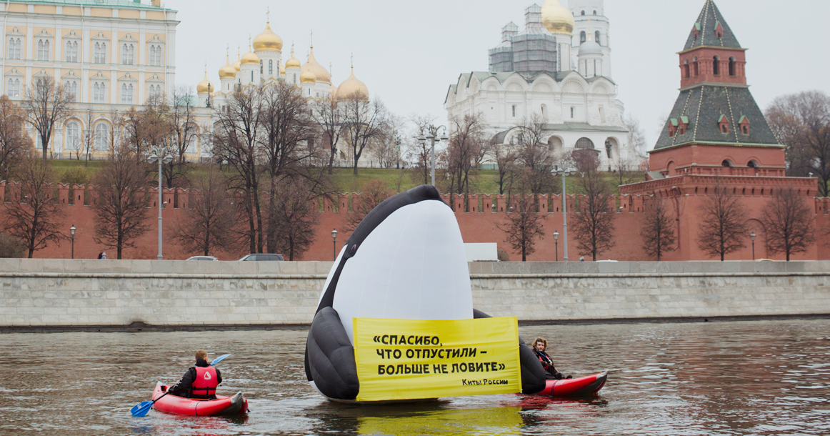 Полиция задержала активистов «Гринпис», проплывших перед Кремлем с надувной  косаткой