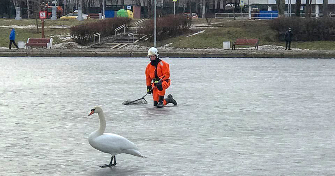На льду Гольяновского пруда спасают раненого лебедя, атакованного воронами
