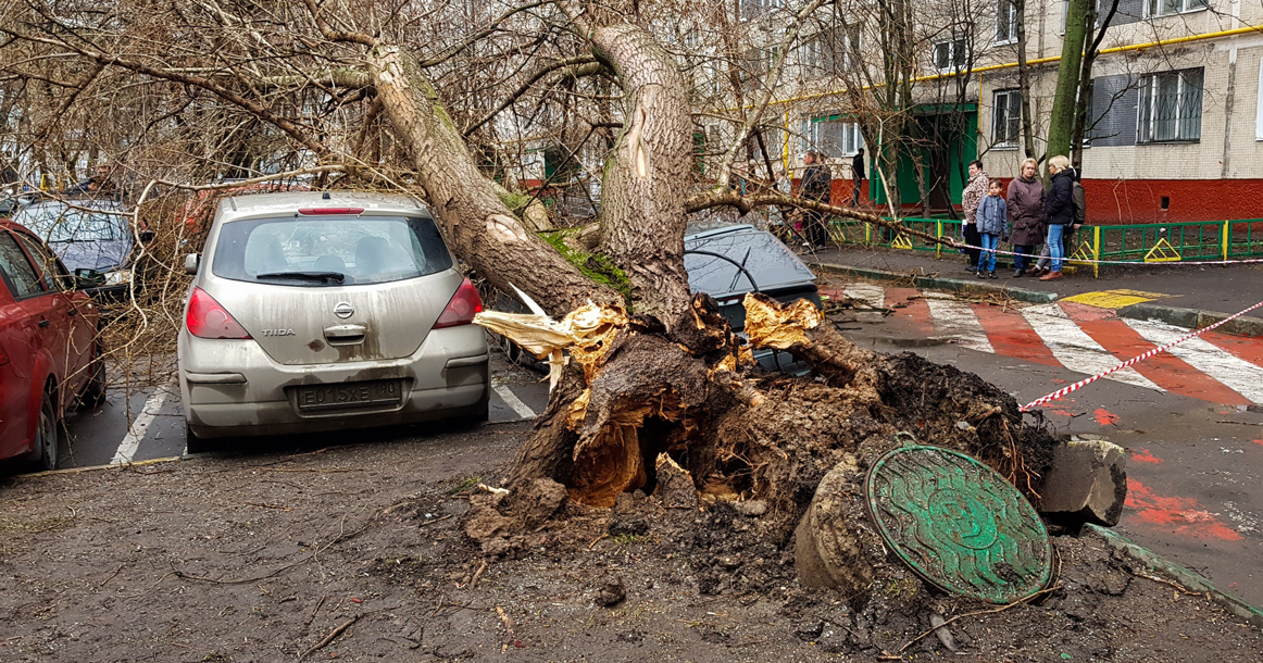 В Москве за сегодня повалено 216 деревьев, повреждено 48 машин, один человек погиб, трое пострадали