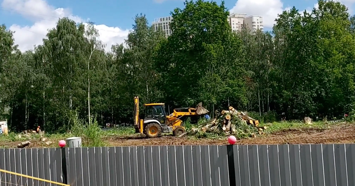 На Березовой аллее спилили почти все деревья после народного схода в их защиту