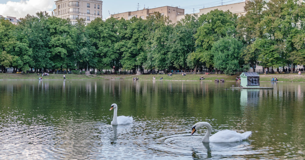 Несмотря на протест зоозащитников, на Патриаршие пруды все-таки завезли второго лебедя