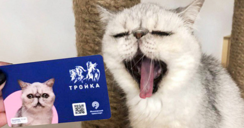 Кот Кашемир из приюта нашел новых хозяев благодаря карте «Тройка»