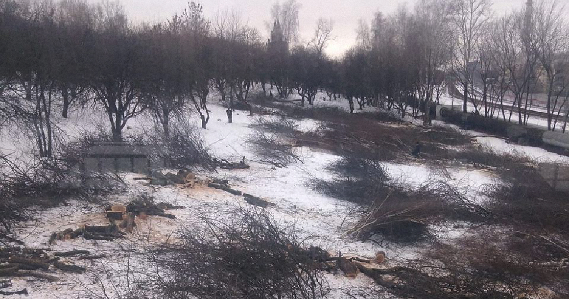 У «Парка Победы» уничтожают знаменитый яблоневый сад