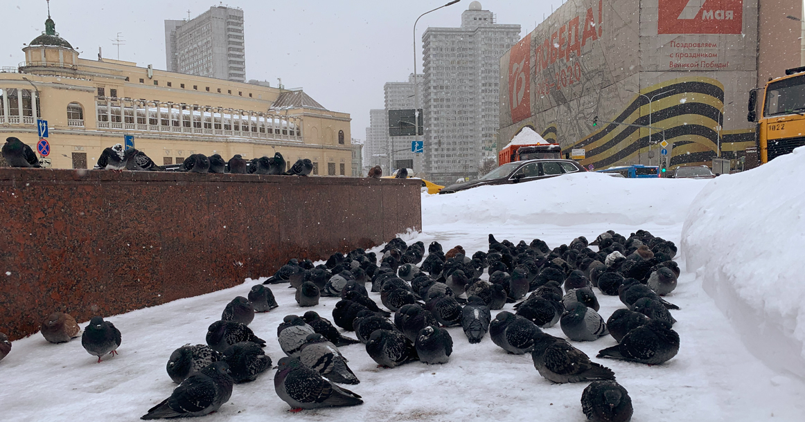 В начале следующей недели морозы усилятся