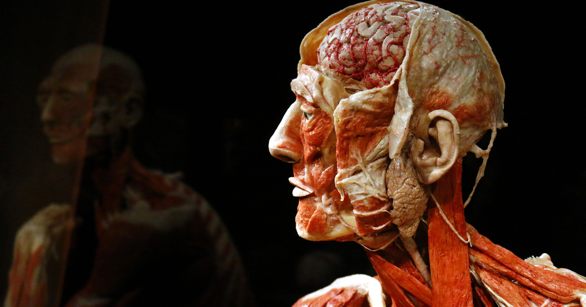В Москву едет Body Worlds — оригинальная выставка из человеческих тел и органов