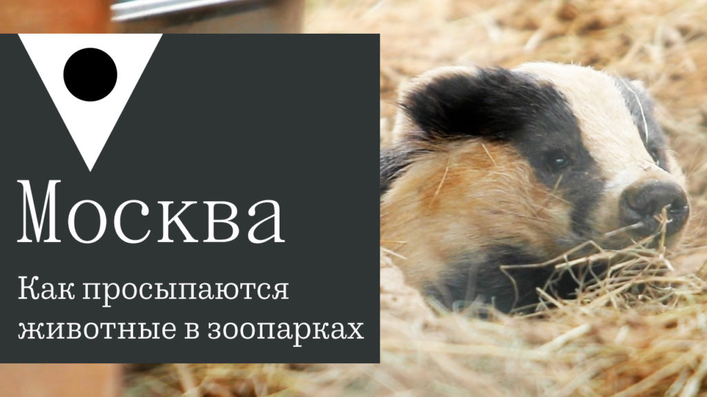 Как после зимы просыпаются животные в московских зоопарках