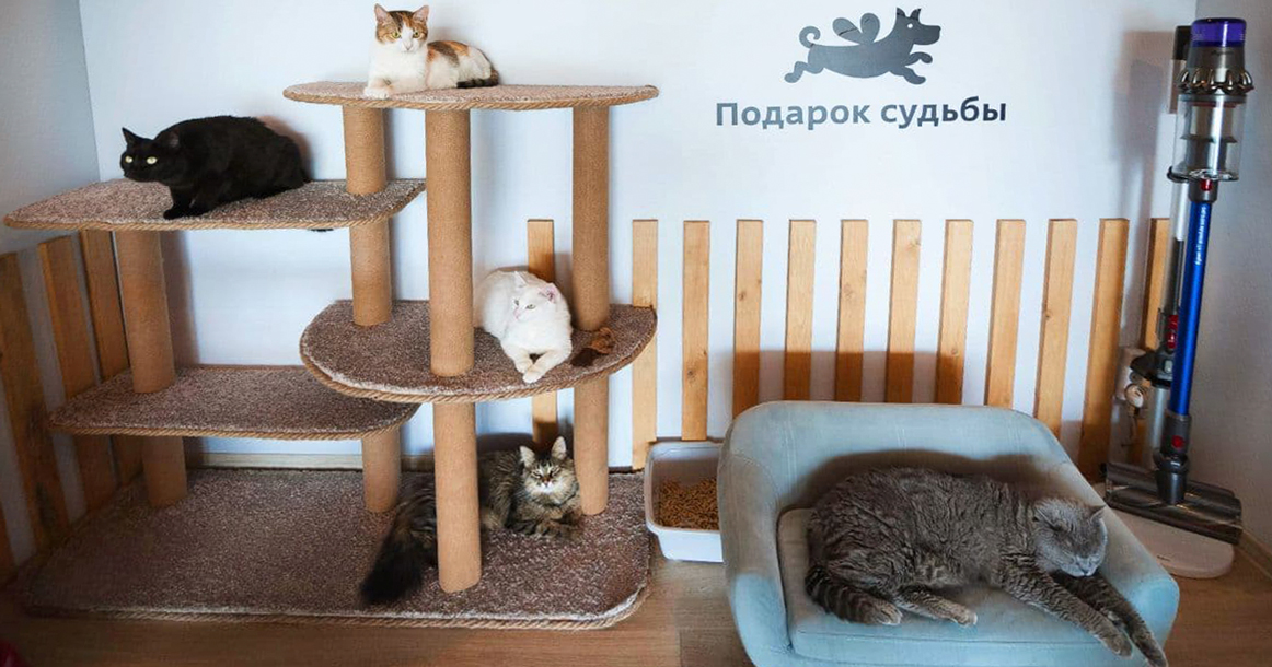 В «Артплее» установили котодом, откуда можно взять кошку из приюта