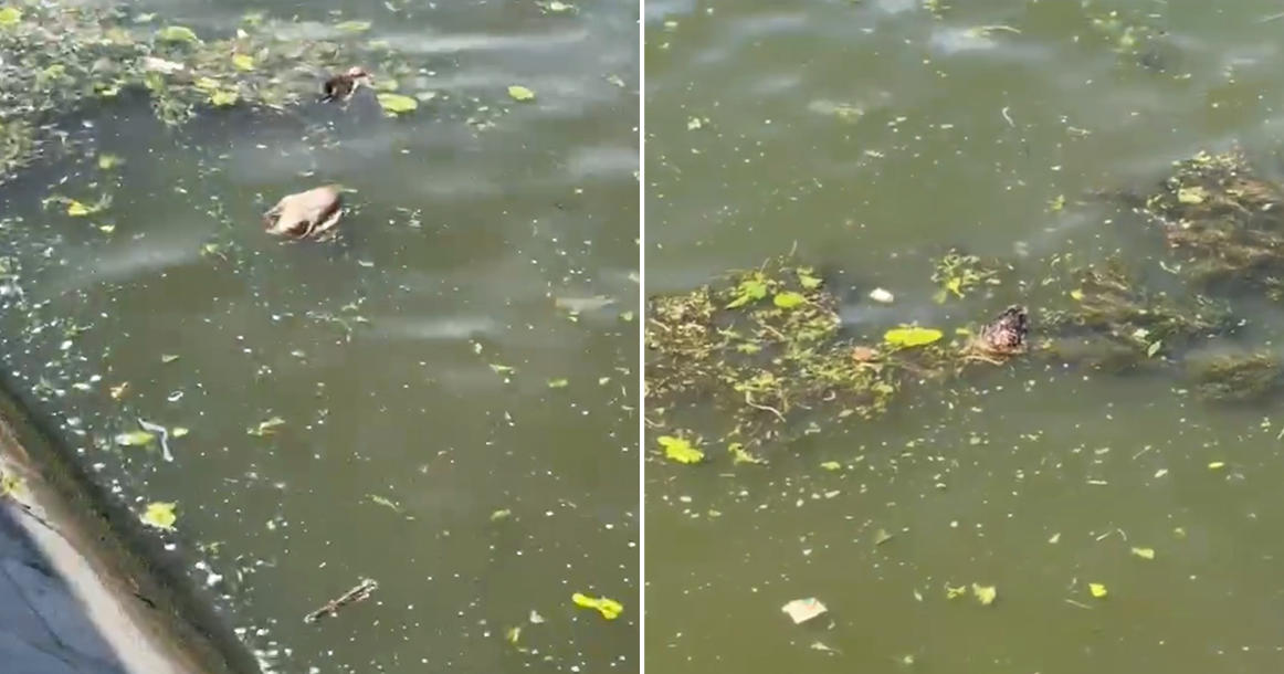 В воде у памятника Петру I плавает много мертвых уток