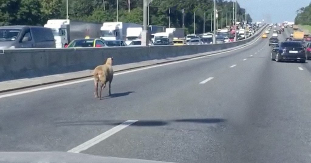 На МКАДе заметили барана