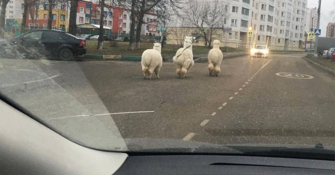 На дороге в Серпухове заметили альпак