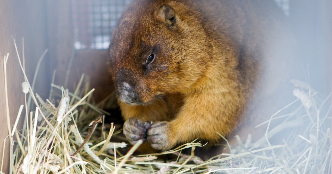 Сурки в зоопарке проспали День сурка. Синоптики говорят, что весна начнется в конце марта