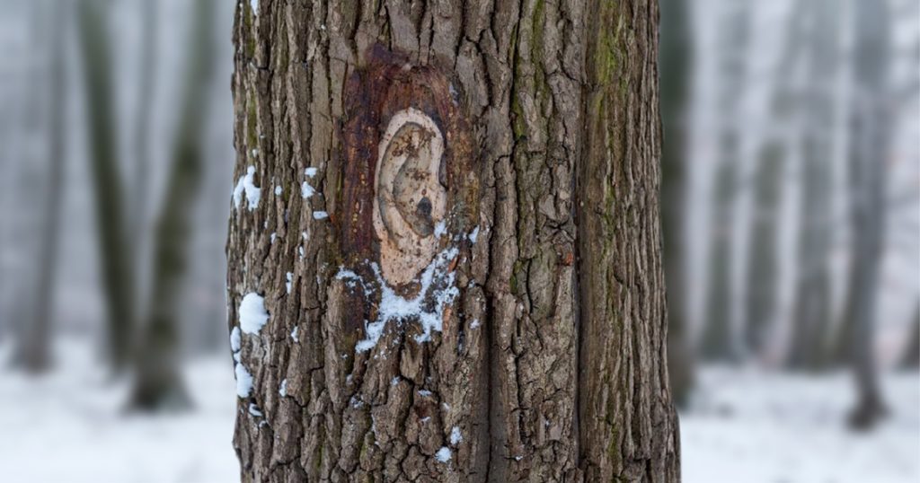 В Измайлово нашли дерево с ухом