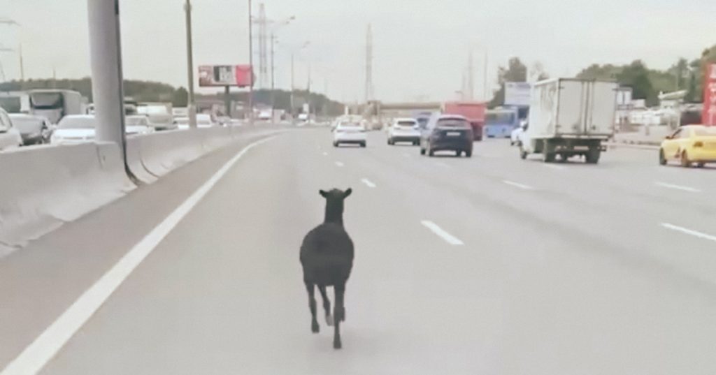 На МКАД заметили бегущего черного барана