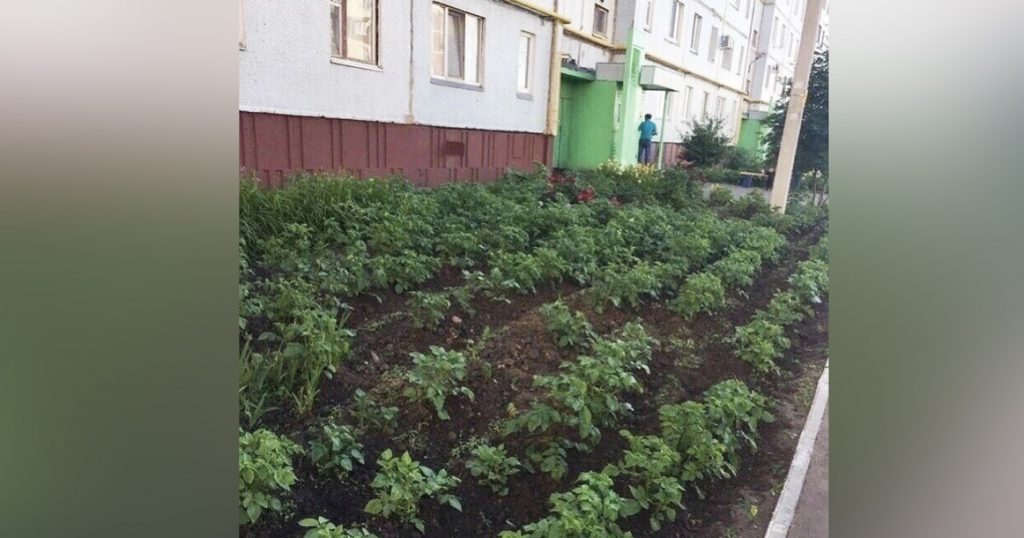 Переходим на свое: жители Люберец посадили картошку под окнами своей многоэтажки