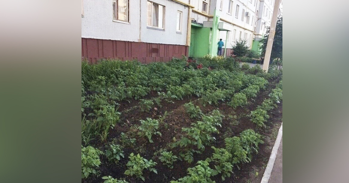 Переходим на свое: жители Люберец посадили картошку под окнами своей многоэтажки