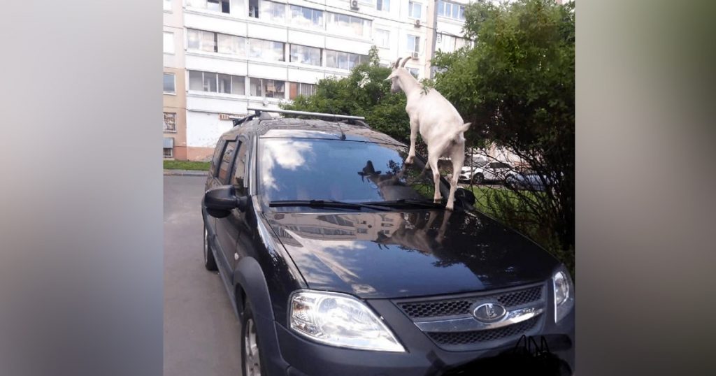 Выйдя на улицу, житель Южного Бутово обнаружил на своей машине козу