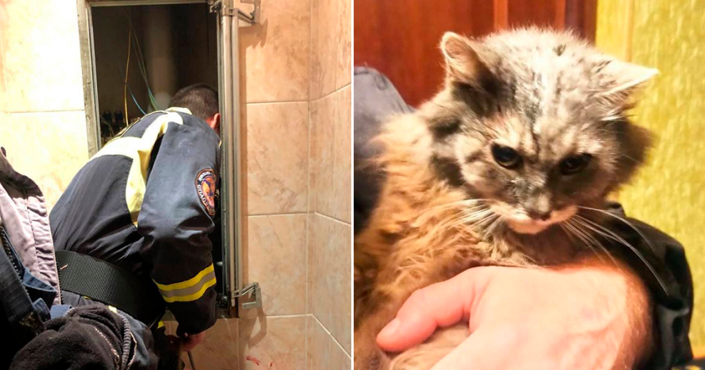В Люблино спасатели достали из шахты 16-летнего кота, просидевшего там три дня