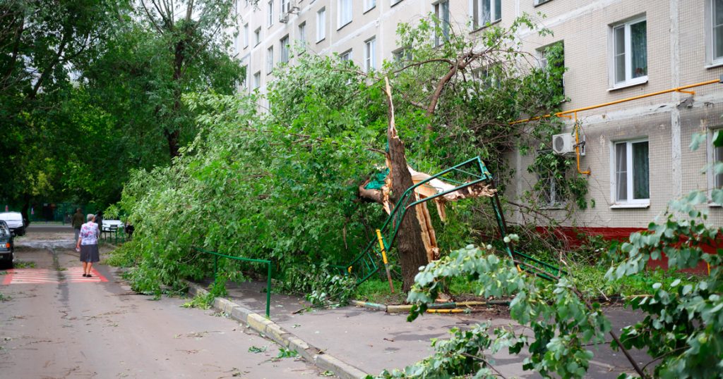 Московские деревья начали оснащать датчиками, которые будут предсказывать их падение