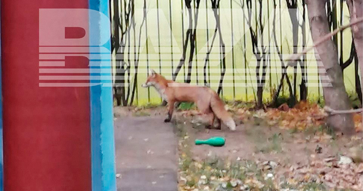 В Люблино спасатели ловят больную лису, которая забежала в детский сад и распугала детей