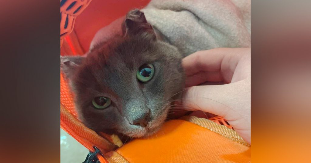 В Домодедово нашелся кот-пассажир, сбежавший из переноски почти месяц назад