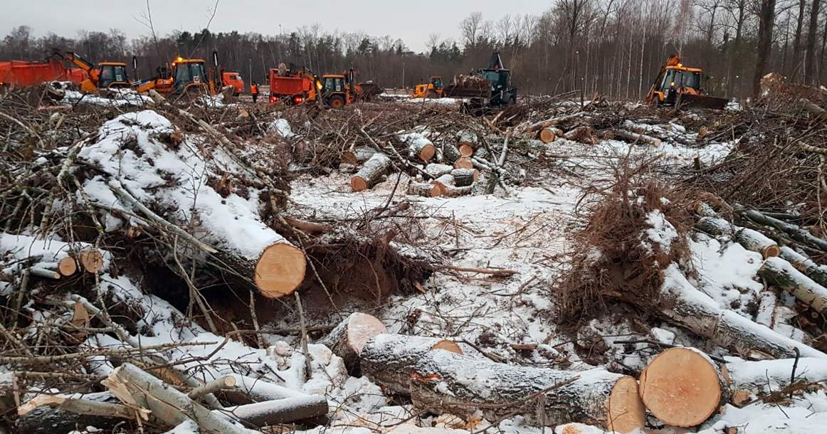 В национальном парке «Лосиный остров» массово вырубают деревья и готовят стройплощадку