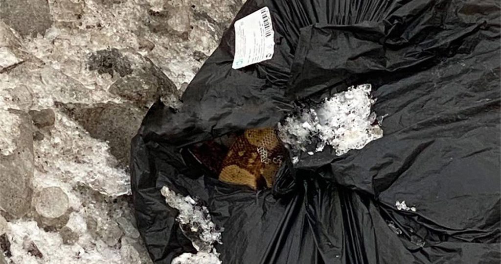 В проезде Шокальского в черном пакете на улице нашли замерзшего питона