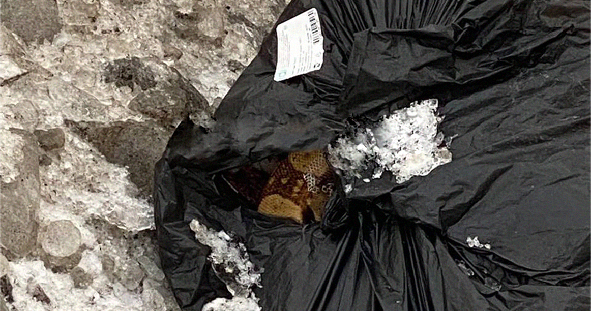 В проезде Шокальского в черном пакете на улице нашли замерзшего питона