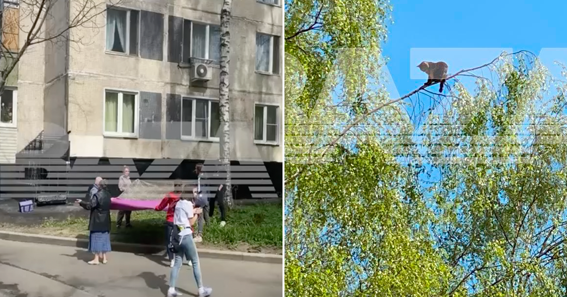 Москвичи, растянув тент, два часа спасали застрявшего высоко на дереве кота