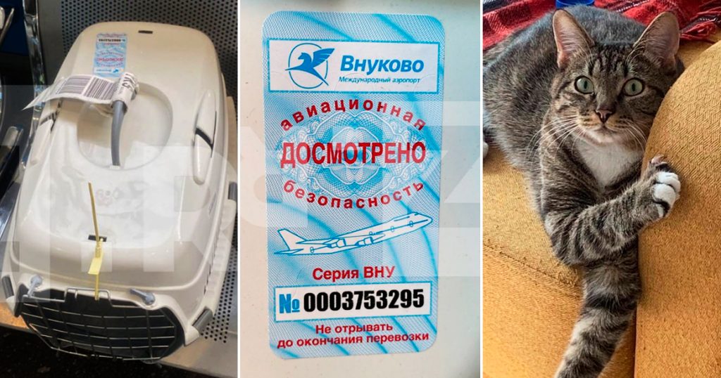 Во Внуково кот сбежал из переноски в багажном терминале. Его не могут найти третий день