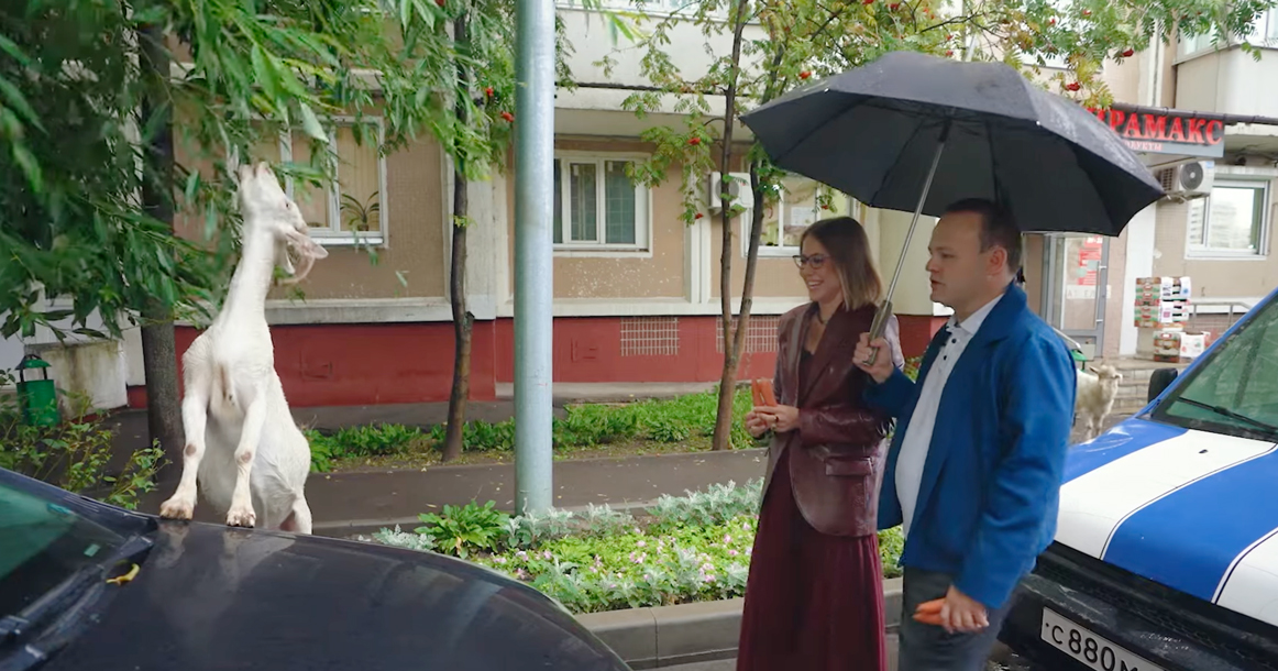  «Вот это настоящая Москва»: депутат Даванков познакомил Собчак с бутовскими козами