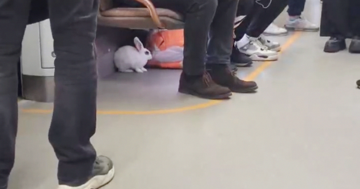 На БКЛ пассажиры всем вагоном ловили сбежавшего от хозяйки кролика
