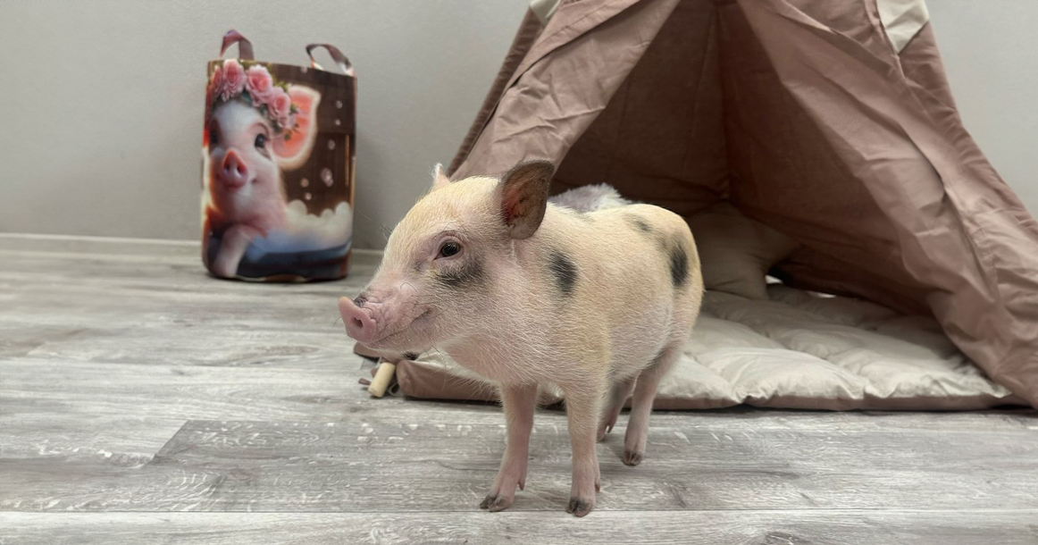 На проспекте Мира открылось антикафе Piggy Place с мини-пигами