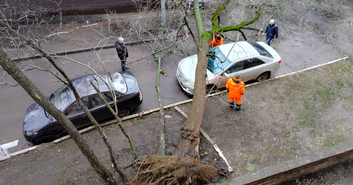 В центре начали падать деревья из-за шторма