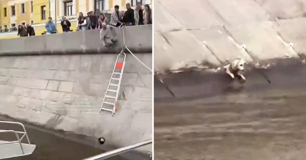 Десятки москвичей собрались у Якиманской набережной, чтобы спасти упавшую в воду собаку