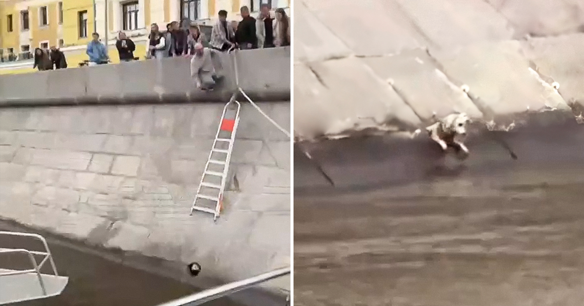 Десятки москвичей собрались у Якиманской набережной, чтобы спасти упавшую в воду собаку