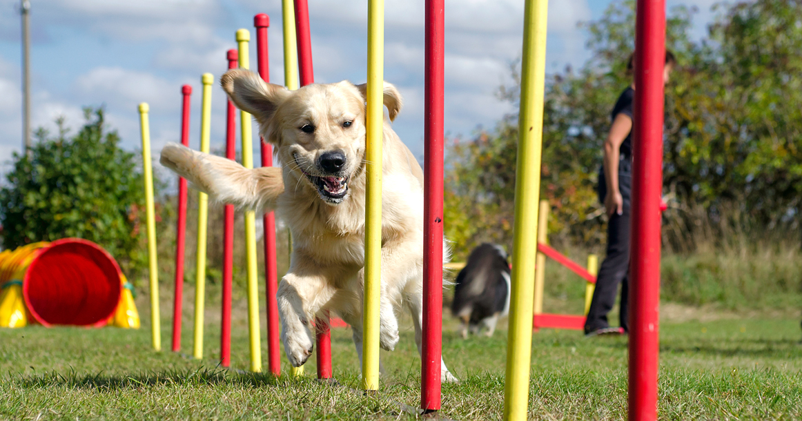 Фестиваль для владельцев домашних животных «Лапки» пройдет в парке «Ходынское поле» 24 и 25 мая