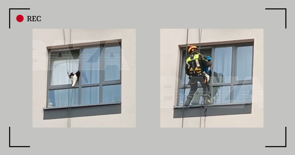 Альпинисты спасли застрявшую в форточке кошку в Новой Москве