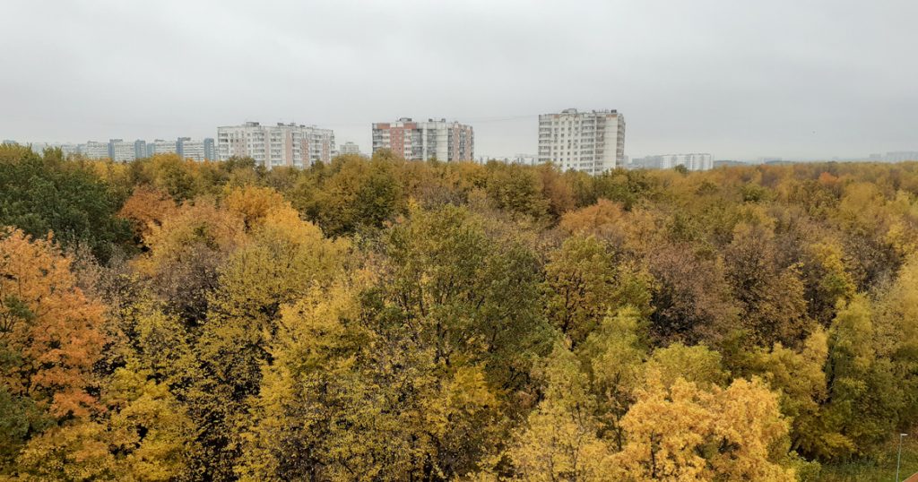 Вид из моего окна: на Голубинский лесопарк в Ясенево