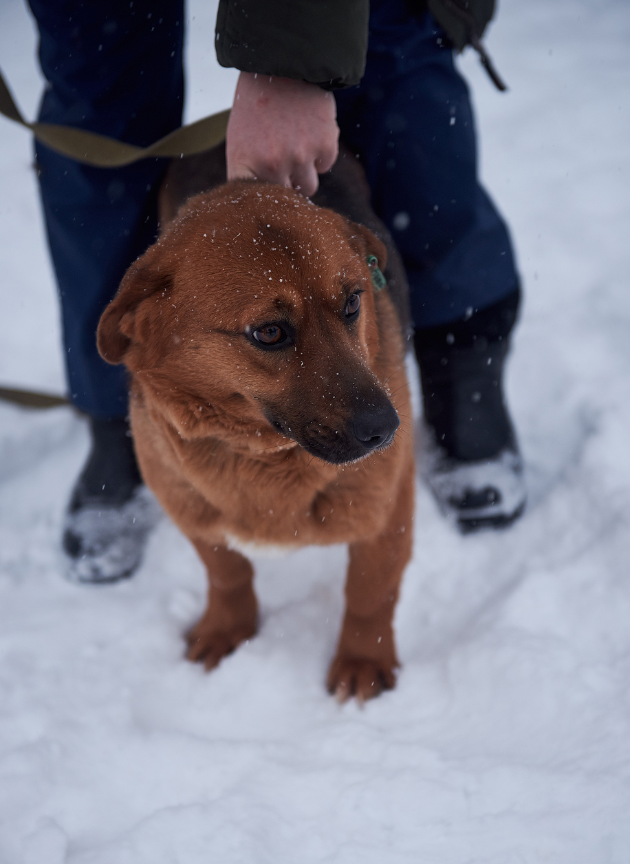 Тульский приют