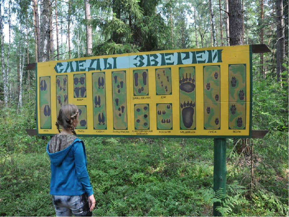 Экологическая тропа. Станция Лесная экологическая тропа. Экологическая тропа в детском саду. Экологическая тропа в ДОУ. Объекты экологической тропы в ДОУ.