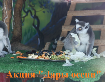 Акция "Дары осени".