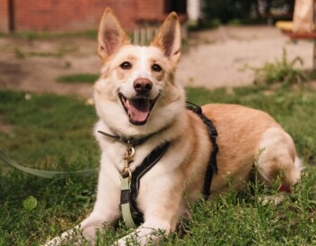 Благотворительная акция в НГУ, помощь бездомным собакам