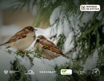 Всероссийская перепись воробьев 2026