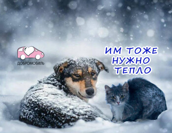 Помощь Приютам Животных, СПб