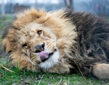 Помощь в развитии социальных сетей для Зооцентра
