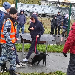 Консультации по собаководству (содержание, дрессировка, профилактика и коррекция деструктивного поведения и профилактика безнадзорности собак). Организация и проведение спортивных и массовых мероприятий по спортивному собаководству и кинологии 