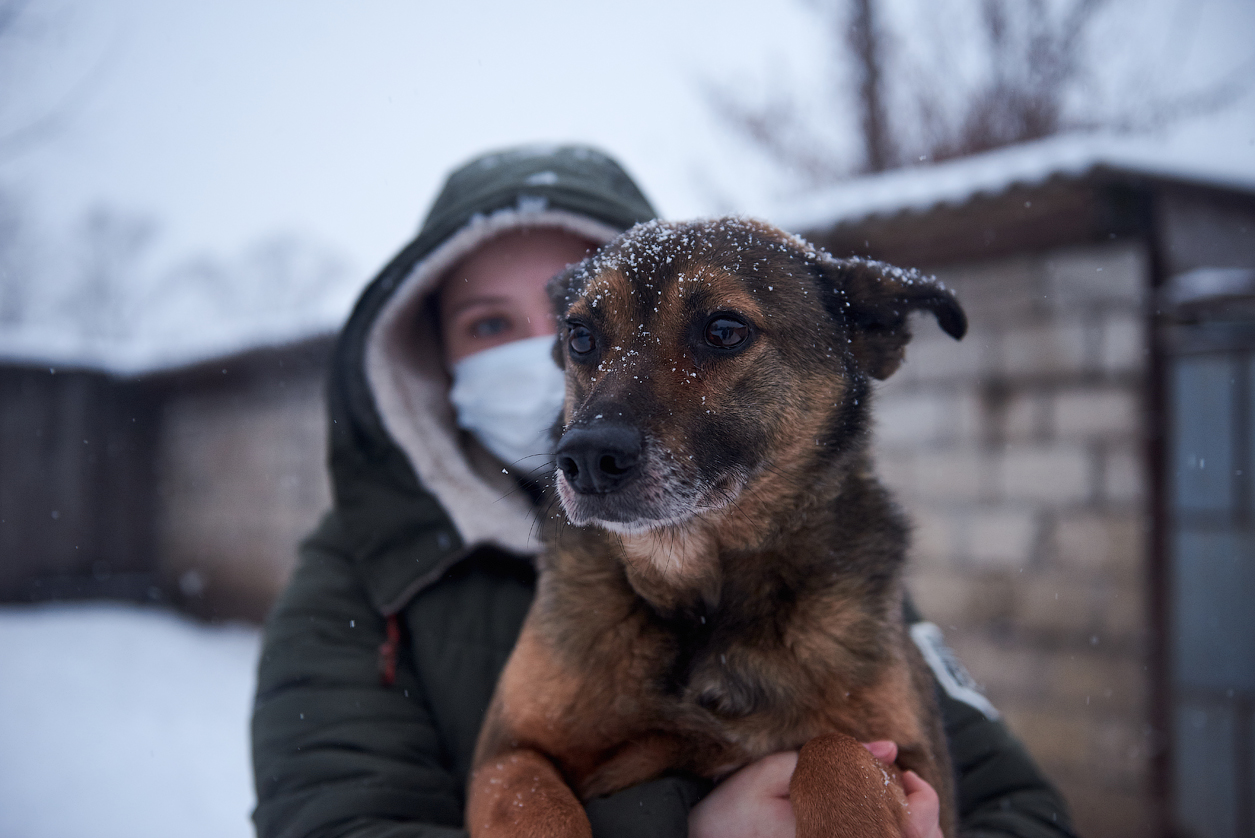 Приют тула. Приют для животных Вышний Волочек. Вышневолоцкий приют для бездомных животных. Приют для собак в Туле любимец. Бездомные животные Чебоксары.